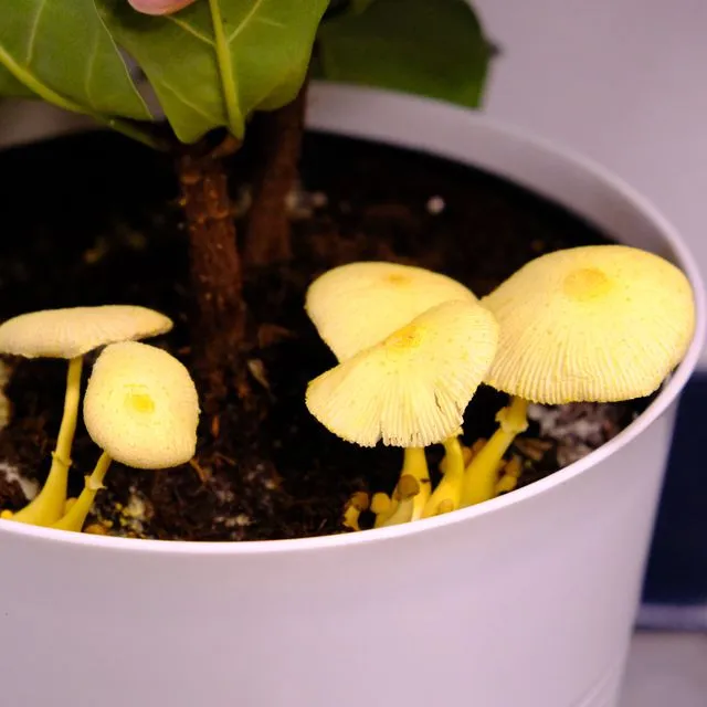 thumbnail for publication: A Basic Guide to Mushrooms Commonly Encountered in Potted Plants in Florida